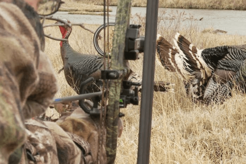 where to shoot a turkey with a bow