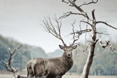 crossbow deer hunting